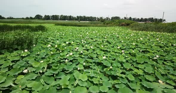 Top Down View of Lake of Lotuses. Pink Lotuses in the Water, Aerial View.