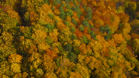 View From the Height on a Bright Yellow Autumn Forest