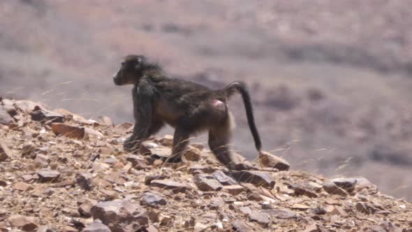 Baboon walks on a rocky and dry savanna 