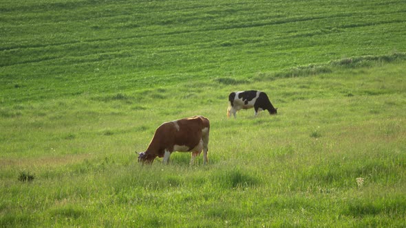 Time lapse of milk cows grazing on the beautiful meadow