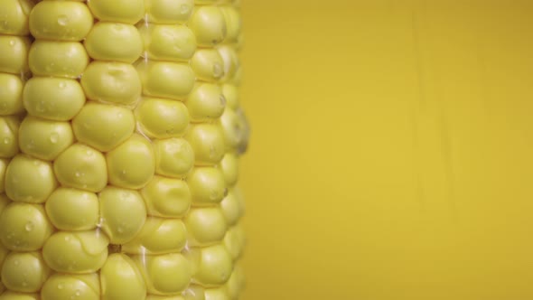 Macro Shot of Row Ripe Yellow Corn Grains with Water Drops