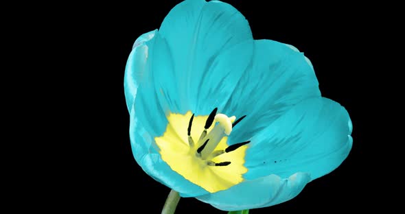 Timelapse of Beautiful Blue Tulip Flowers Blooming Open on Black Background