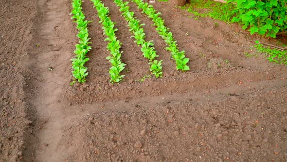 The Camera Zooms in on a Green Saturated Garden Bed with a Growing Radish in the Sunset Light