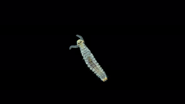 Late-stage worm larva Nektoheta under a microscope, family Spionidae