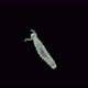 Late-stage worm larva Nektoheta under a microscope, family Spionidae - VideoHive Item for Sale