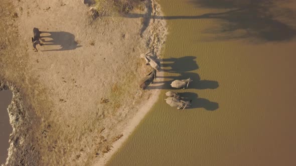 Drone view of elephants drinking water in Botswana