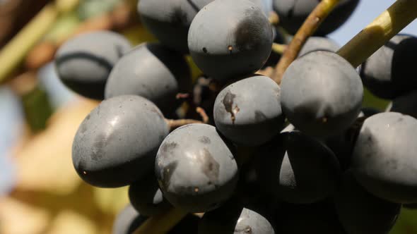 Grape from European  Vitaceae family on woody vines tilting 2160p 30fps UltraHD footage - Vitis vini