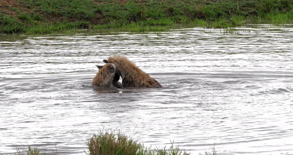 Spotted Hyena, crocuta crocuta, Adults playing in water, Masai Mara Park in Kenya, Real Time 4K