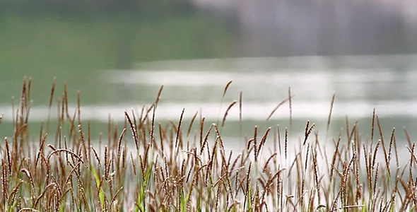 Slow Motion Lalang Grass by The Pond 4
