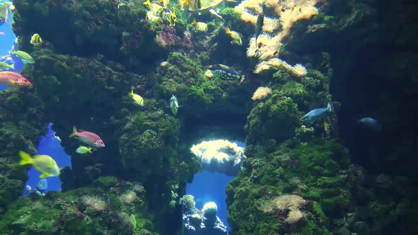 Fishes and Sea Turtle in Sea Aquarium