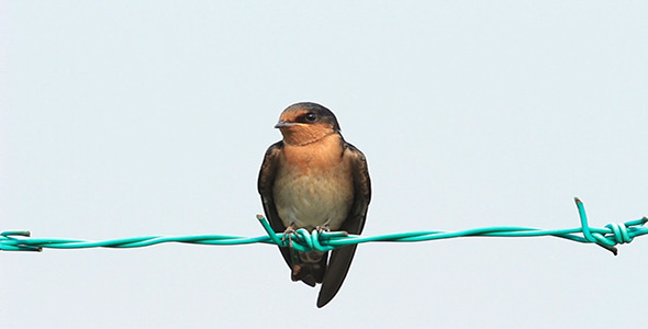 Swallow on The Fence