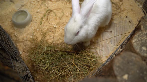 Rabbit Chewing Hay on the Farm Yard