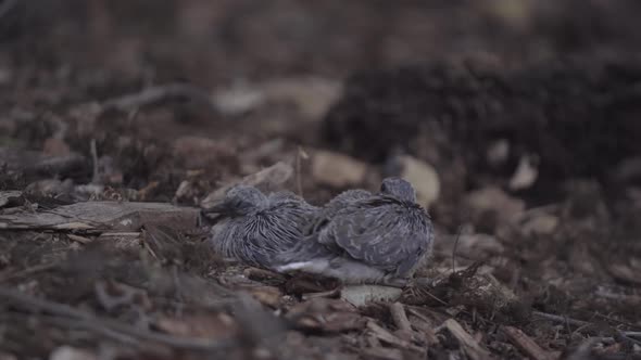 Two Scared Mourning Dove Chicks Sit and Shuffle on the Ground