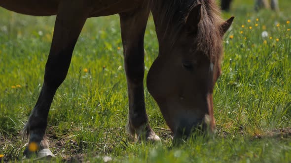 Chestnut Foal Eats Green Grass Grazing on Lush Pasture