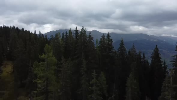 A drone flies out of a dark forest and looks over the forest in a valley on a cloudy day