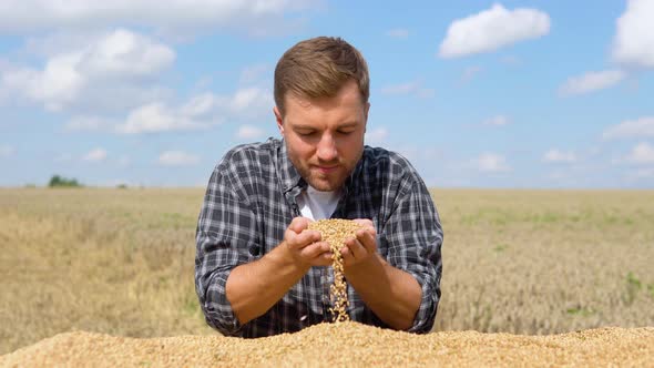 Closeup Detail Shot of Farmer Unloading Wheat Grains By Hand