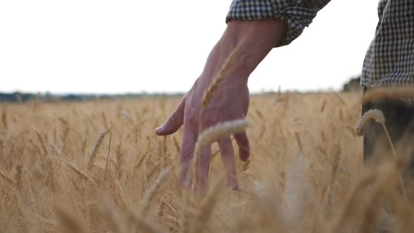 Close Up of Male Hand Moving Over Ripe Wheat Growing on the Meadow