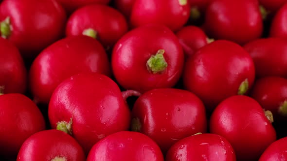 Red radish close up, rotation. Concept of organic vegan food