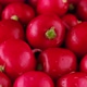 Red radish close up, rotation. Concept of organic vegan food - VideoHive Item for Sale