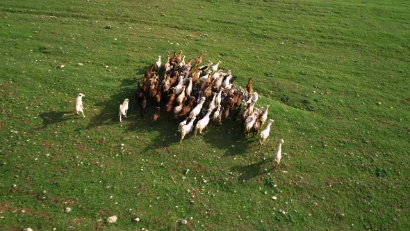 Herd of Goats Running