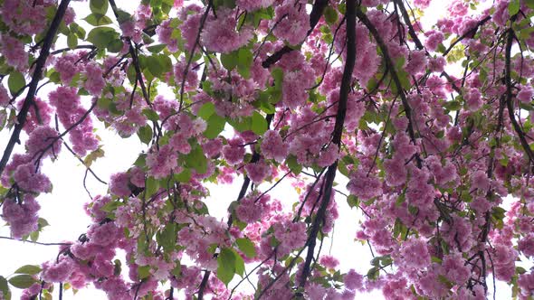 Flowering Japanese Sakura