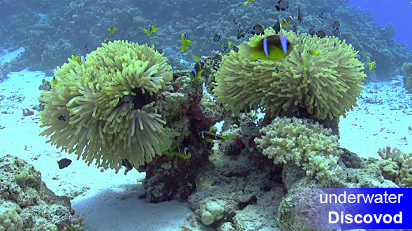 Colorful Fish on Vibrant Coral Reef alt