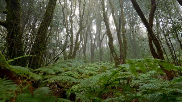 Anaga Rural Park, Tenerife Island, Spain. Foggy Green Forest with Rich Flora in the Mist. Typical