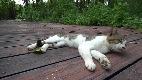 A cat is annoyed by mosquito during sleep
