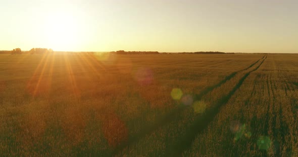 Low Altitude Flight Above Rural Summer Field with Endless Yellow Landscape at Summer Sunny Evening