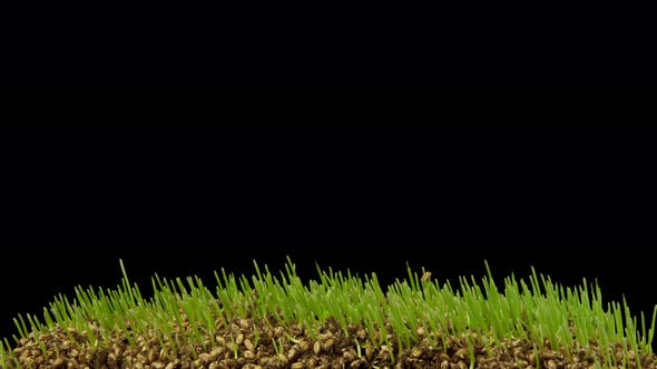 Time Lapse of wheatgrass growing