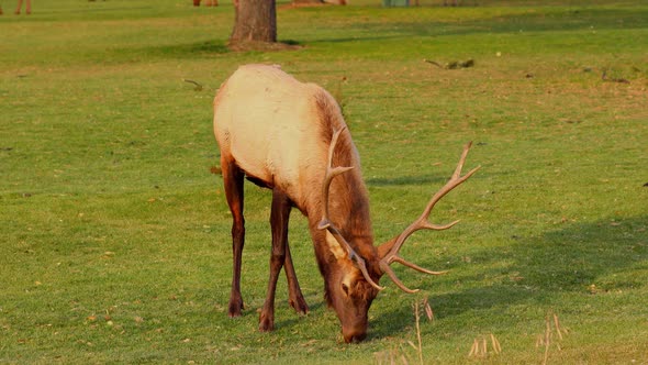 A herd of wild elks grazing on grass