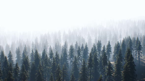 Aerial View of Green Spruce Forest