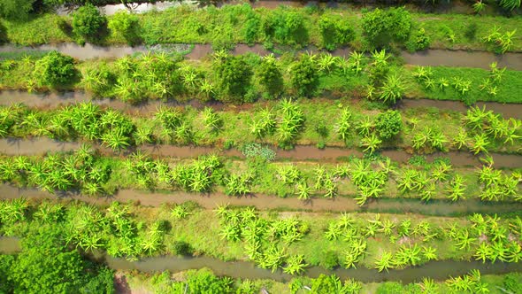 An aerial view over banana and durian plantations