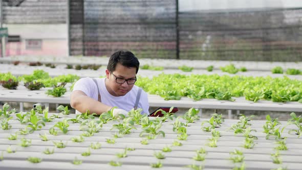 Asian farmer checking hydroponic vegetables in a hydroponic farm