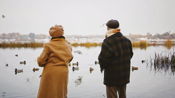 Loving Aged Couple Standing on Bank of a River Feeding Ducks Floating in It and Gulls Flying Above