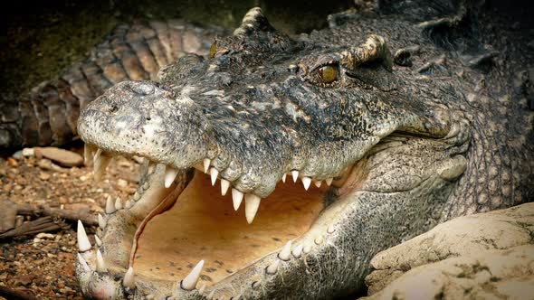 Crocodile Breathing With Mouth Open