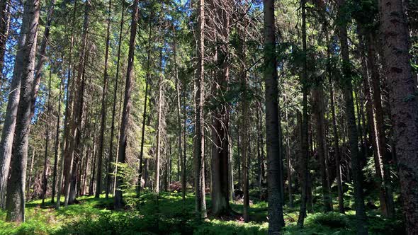 Nature - Forest (Trees) - Sunny Day
