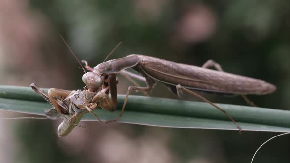 Praying mantis on a leaf eating a grasshopper