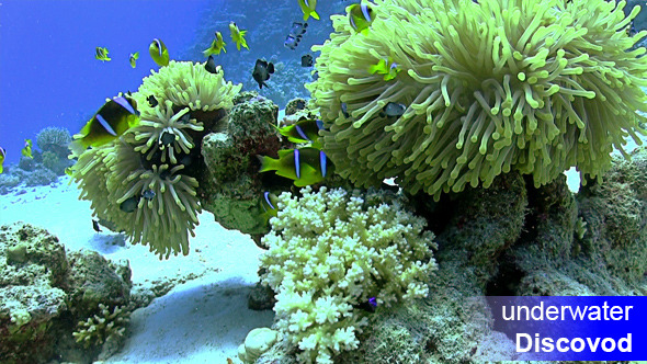 Colorful Fish on Vibrant Coral Reef