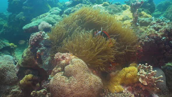 Clownfish Anemonefish in Actinia