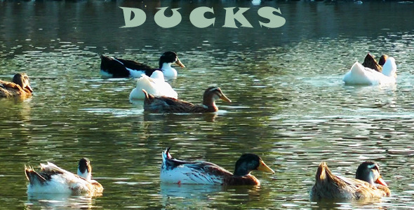 Ducks