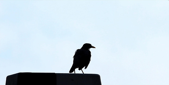 Preening Silhouette