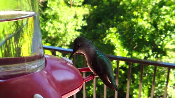 In a backyard in the suburbs, A tiny humming bird with green feathers sits at a bird feeder in slow-