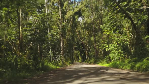 Vertigo Effect On Road Through Tropical Forest In Hawaii