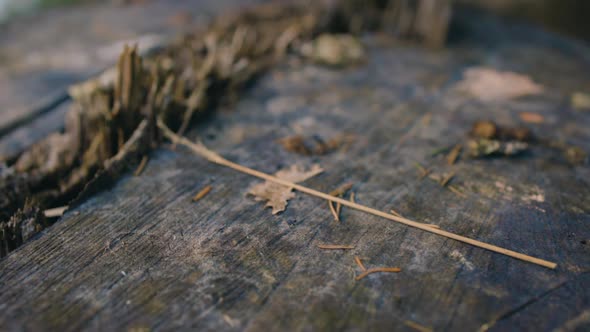 Push-in close-up of worn brown tree stub with wood twigs on it