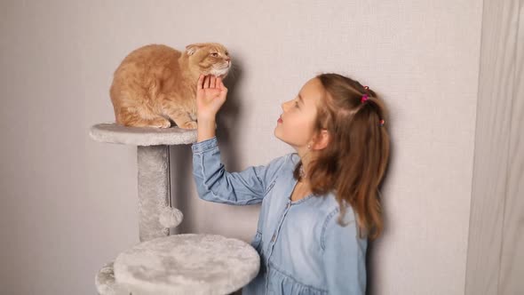 Smiling little girl strokes her ginger cat while he sitting on scratching in living room