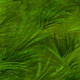 Grass Texture Tileable - 3DOcean Item for Sale