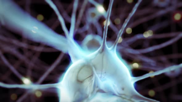 3d Animation of the Nerve Cells with Curve Axons in the Human Brain Structure