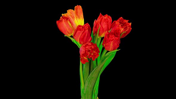 Beautiful Red Tulip Flowers Background