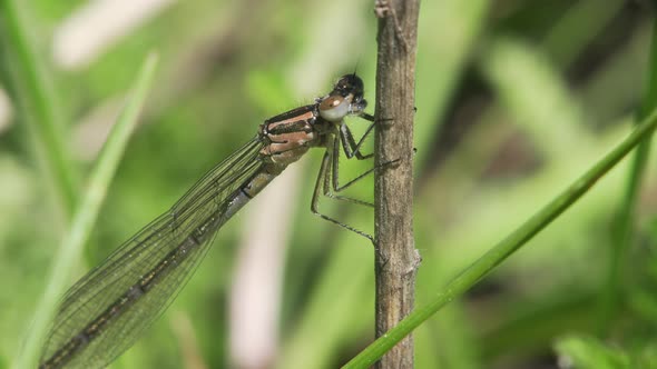 Lestes Dryas Dragonfly